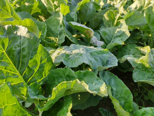 istock Morning Dew on Kale Leaves. 2203046380