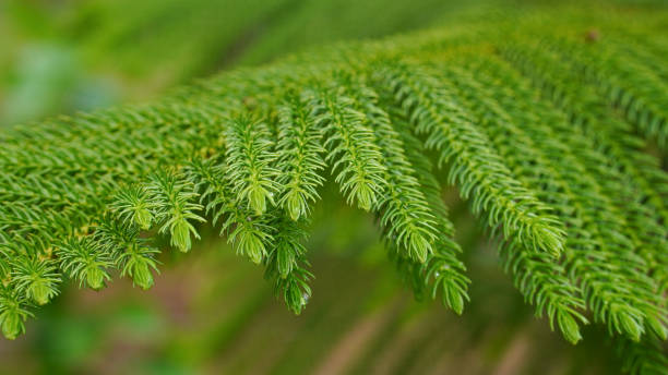 istock Close-Up Of Green Leaf Pine (Araucaria Heterophylla) 2203046488