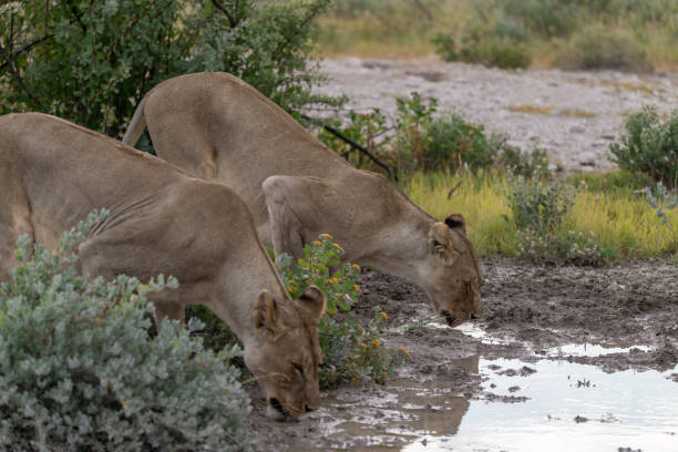 istock wild lions family in botswana (Africa) 2023 2203048751