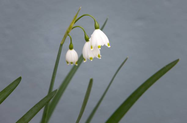 Snowdrops flower plants. Winter. Blooming. Frederiksoord. Netherlands.