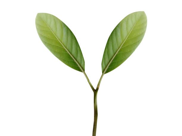 istock Litsea glutinosa or soft bollygum leaves 2203049726