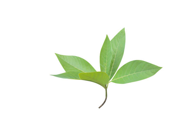 istock Litsea glutinosa or soft bollygum leaves 2203049813