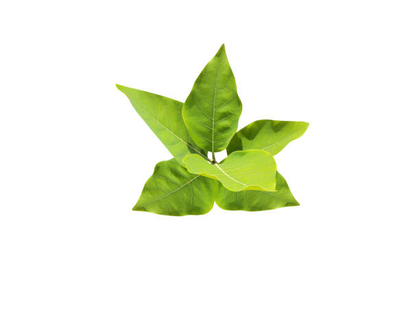 istock Litsea glutinosa or soft bollygum leaves 2203049820