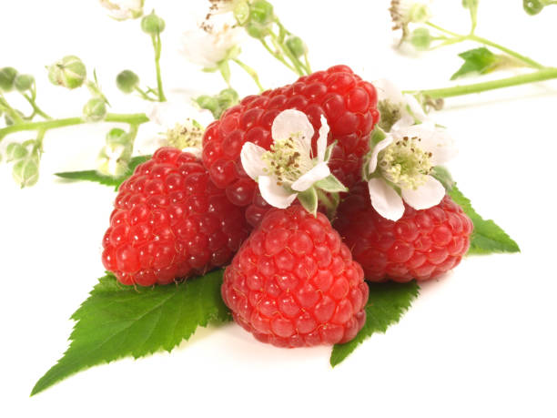Raspberries with Blossom on white Background