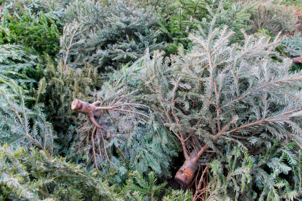 istock Old dry Christmas trees background. Green branches of spruce. 2203050063