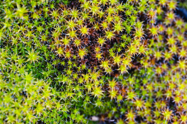 istock Close-up of moss with tiny sporophytes 2203050676