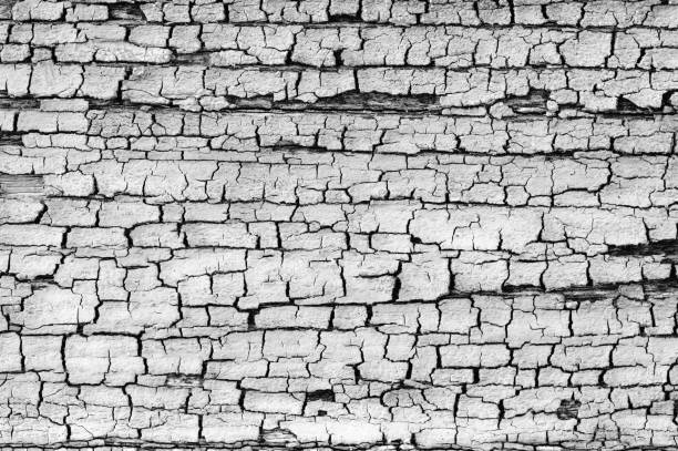 A close-up of cracked and weathered wooden surface in black and white, showing deep fissures and rough texture. The intricate details of the aged wood create a dramatic and rustic effect, ideal for backgrounds and artistic compositions.