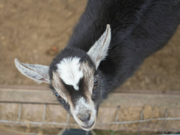 istock Charming baby goat with a distinctive white marking on its forehead looks up from within a farm enclosure, its ears perked and eyes full of curiosity 2203050776