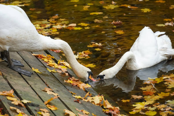 Two graceful white swans are elegantly bending their necks to drink from a pond covered with colorful autumn leaves, creating a picturesque scene of nature's beauty