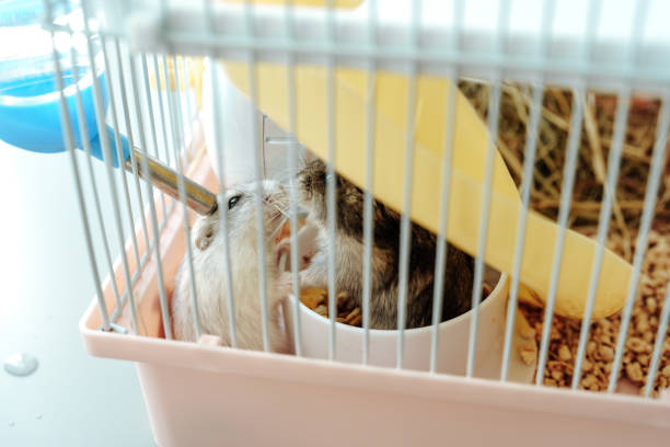 Two hamsters are engaged in playful activity inside their small cage, surrounded by bedding and a water dispenser, creating a lively atmosphere during daytime.