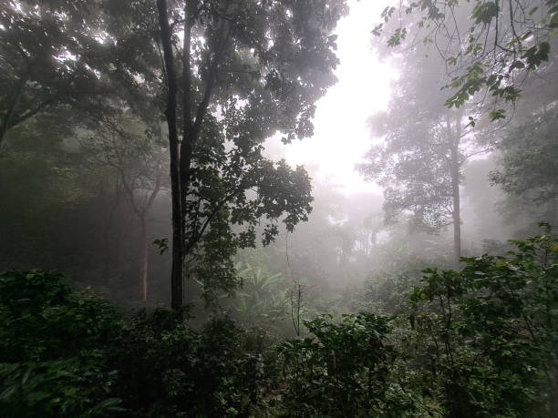 Tropical rainforest  ecosystem environment concept.Misty landscape with mountain in north of thailand.forest scene landscaped.