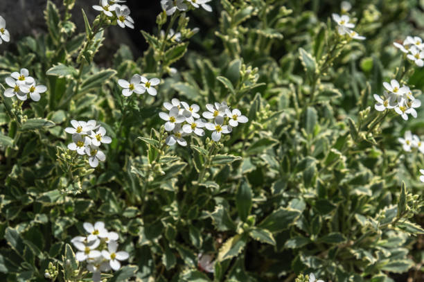 istock Miniature white Arabis flowers. Ground cover flowering plants. Selective focus. 2203054007