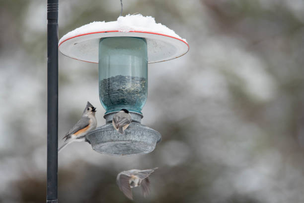 Tufted titmouse bird perched on feeder on snowy day in eastern Tennessee