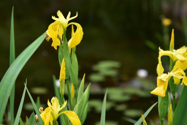 istock Yellow iris flowers by a pond 2203058466
