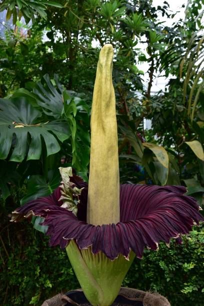 istock Blooming Titan Arum in Tropical Setting 2203058467