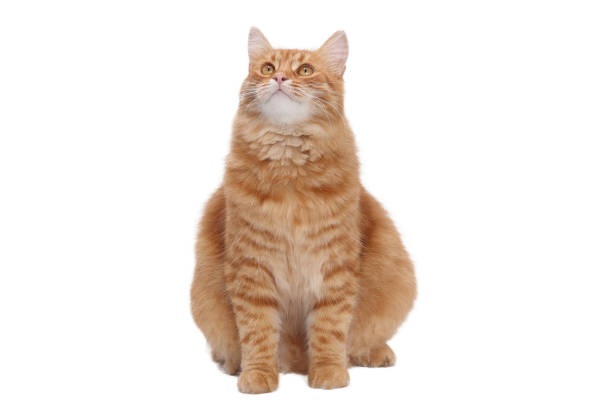 Fluffy ginger cat sitting and looking up, isolated on white. Ideal for pet-themed content, advertising, branding, and social media marketing.
