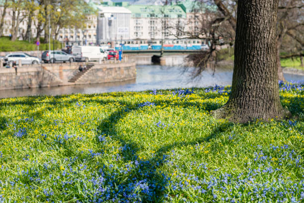 Gothenburg city in springtime. Focus is in the foreground flowerbed.