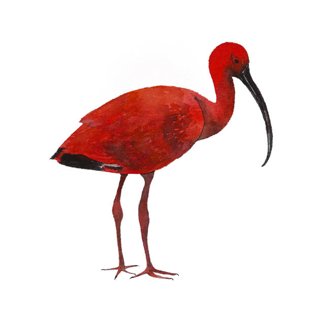 Hand drawn red ibis isolated