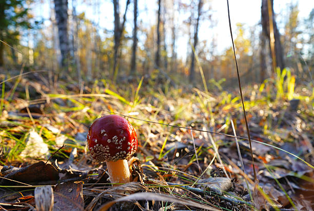 Amanita mushroom in forest. Fly agaric with red cap. Red mushroom amanita toxic, also called panther cap. False blusher amanita mushroom in the forest against background of green vegetation.