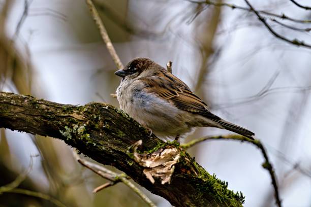 istock Sparrow on a mossy tree branch in nature. 2203061670