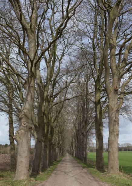 istock Lane structure with beech trees. Maatschappij van Weldadigheid Unesco World Heritage at Frederiksoord 2203062698