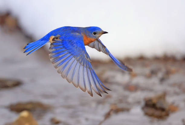 istock Bluebird flying over the river in the forest 2203062984
