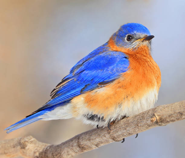 istock Bluebird perched on the branch tree in the forest 2203062989
