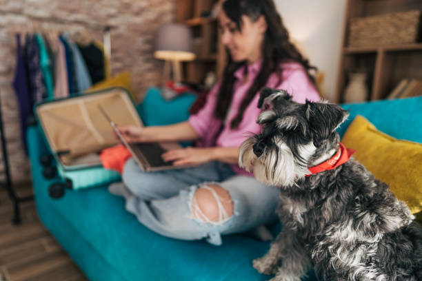 istock Woman working on laptop while packing with her miniature schnauzer 2203063990