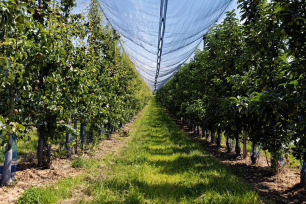 istock professional, net-covered, fruit plantation with fruits in Germany 2203064651