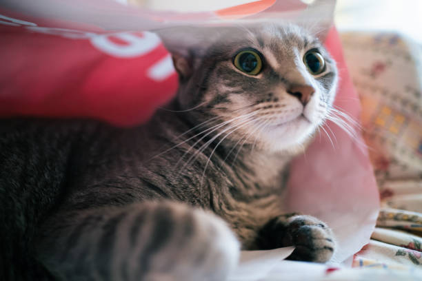 Curious tabby cat lies comfortably on a bed, its head poking out from a partially opened shopping bag, observing its surroundings with wide eyes