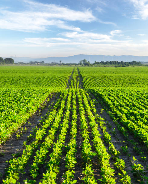 istock Endless rows of young corn plants forming natural waves 2203064986
