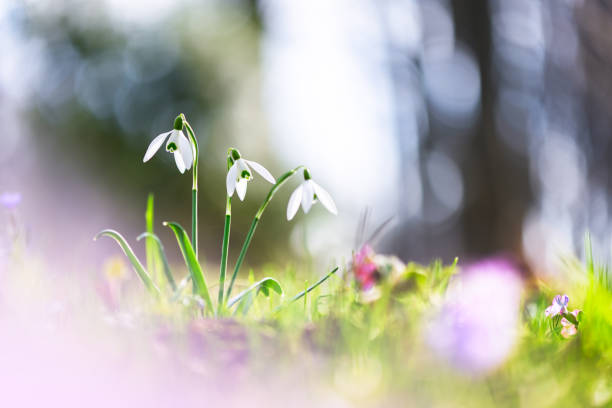 istock Delicate snowdrop flowers on spring meadow near forest 2203065338