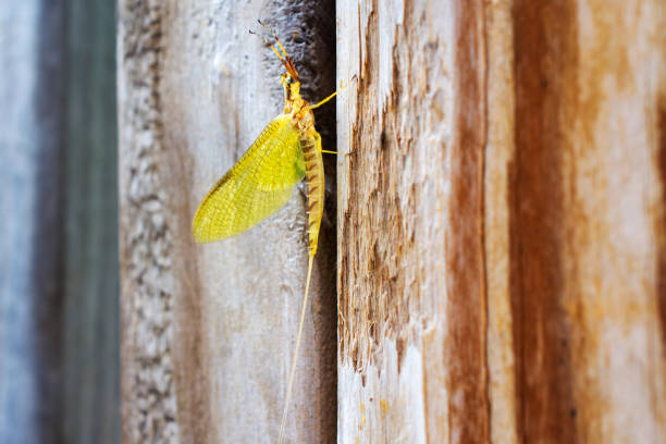 Selective focus on male Pond Olive mayfly, Cloeon Dipterum