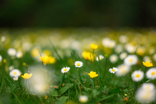 Blossoming white and yellow flowers in a lush spring forest. Scenic nature background