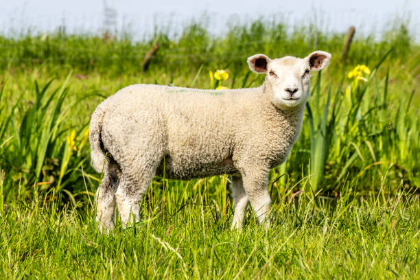 istock Lamb side view, curly young sheep looking at camera in green grass 2203068301