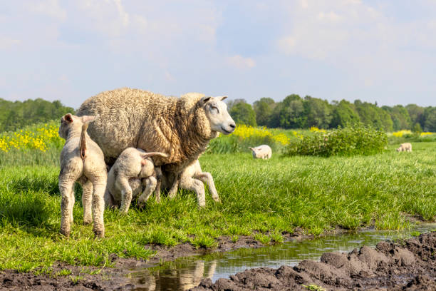 Three lambs and mother sheep, little lambkins drinks milk suckling from udder of mother sheep