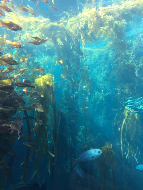 istock Underwater in the Kelp forest 2203071112