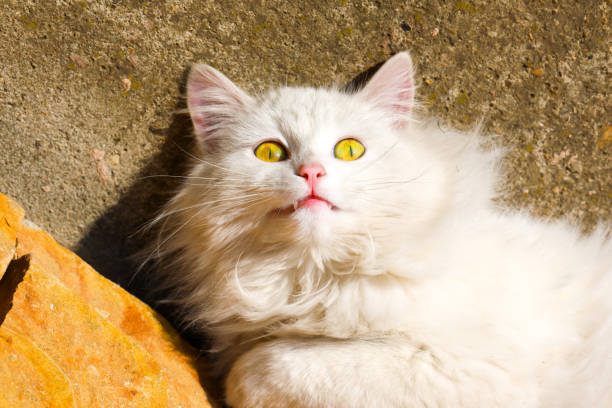 This close-up shot features a white cat with bright yellow eyes lying on a sunny surface. The cat is looking up, showcasing its fluffy white fur and elegant appearance.