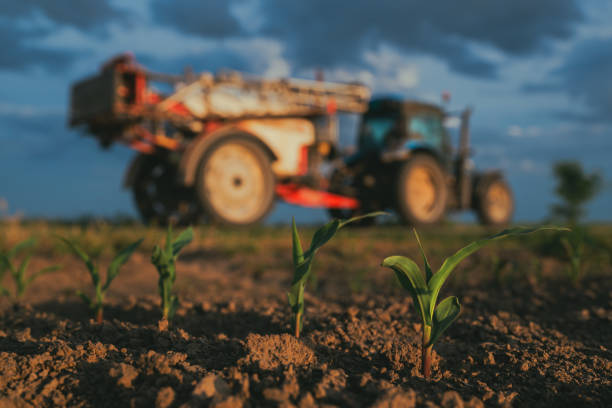istock Clean maize corn crop plantation field without weed and tractor with crop sprayer attached in background 2203072420