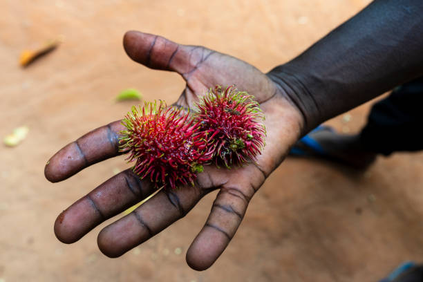 Man holds fresh lychee (litchi) in hand