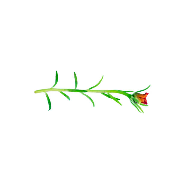 Small isolated tropical creeper plant with flower