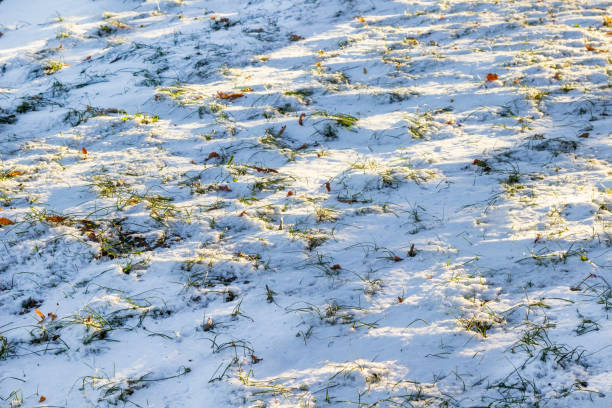 istock The green grass is covered with snow. Long shadows on  snow. 2203074341