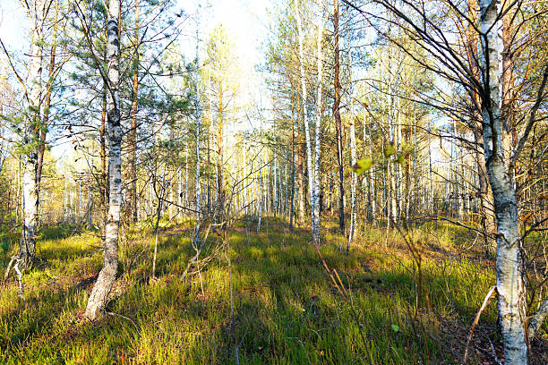 A young Aspen tree with fresh leaves on an early morning in a springtime forest in Estonia, Northern Europe