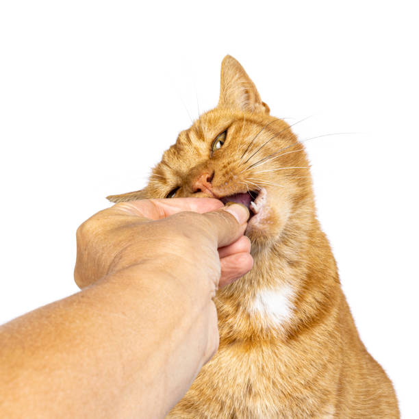 istock Senior ginger stray cat on white background 2203076619