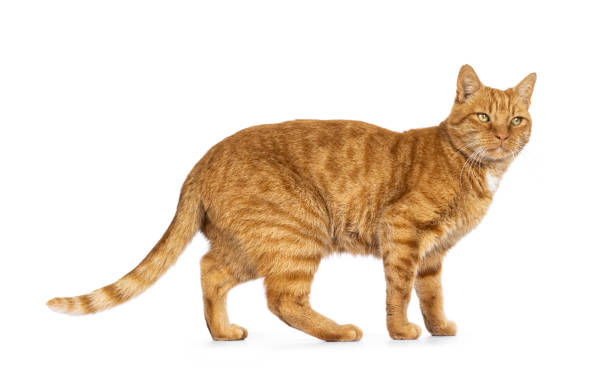 istock Senior ginger stray cat on white background 2203076631