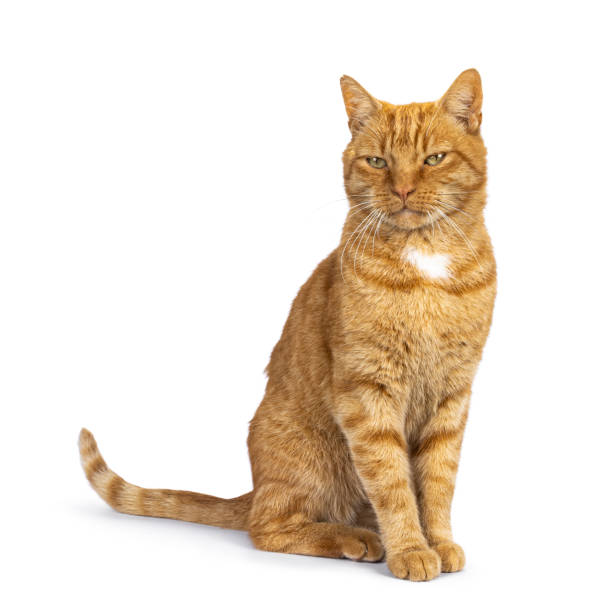 istock Senior ginger stray cat on white background 2203076662