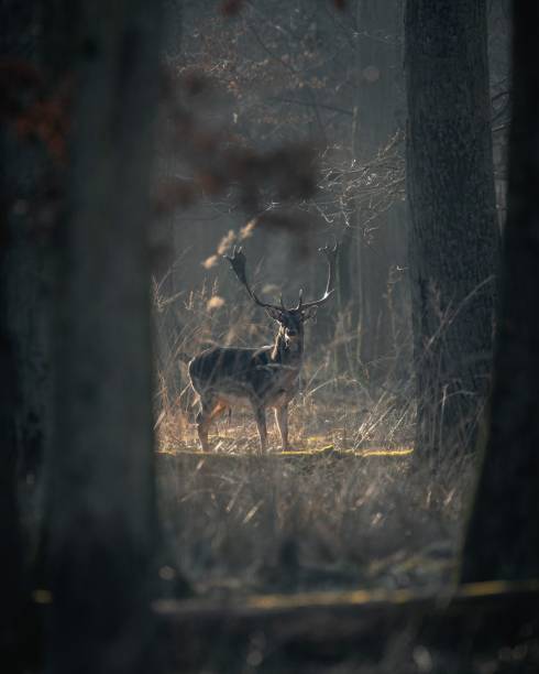 istock Majestic deer standing in a misty forest, surrounded by tall trees and soft sunlight 2203077312