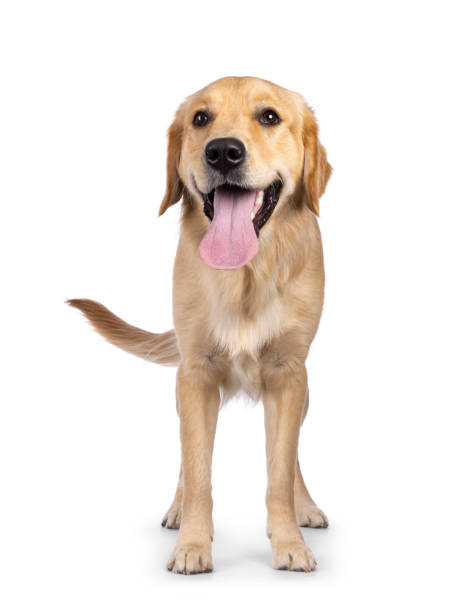 istock Golden Retriever dog on white background 2203077366