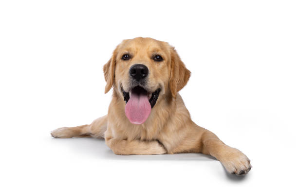 istock Golden Retriever dog on white background 2203077374