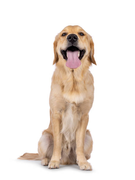 istock Golden Retriever dog on white background 2203077406